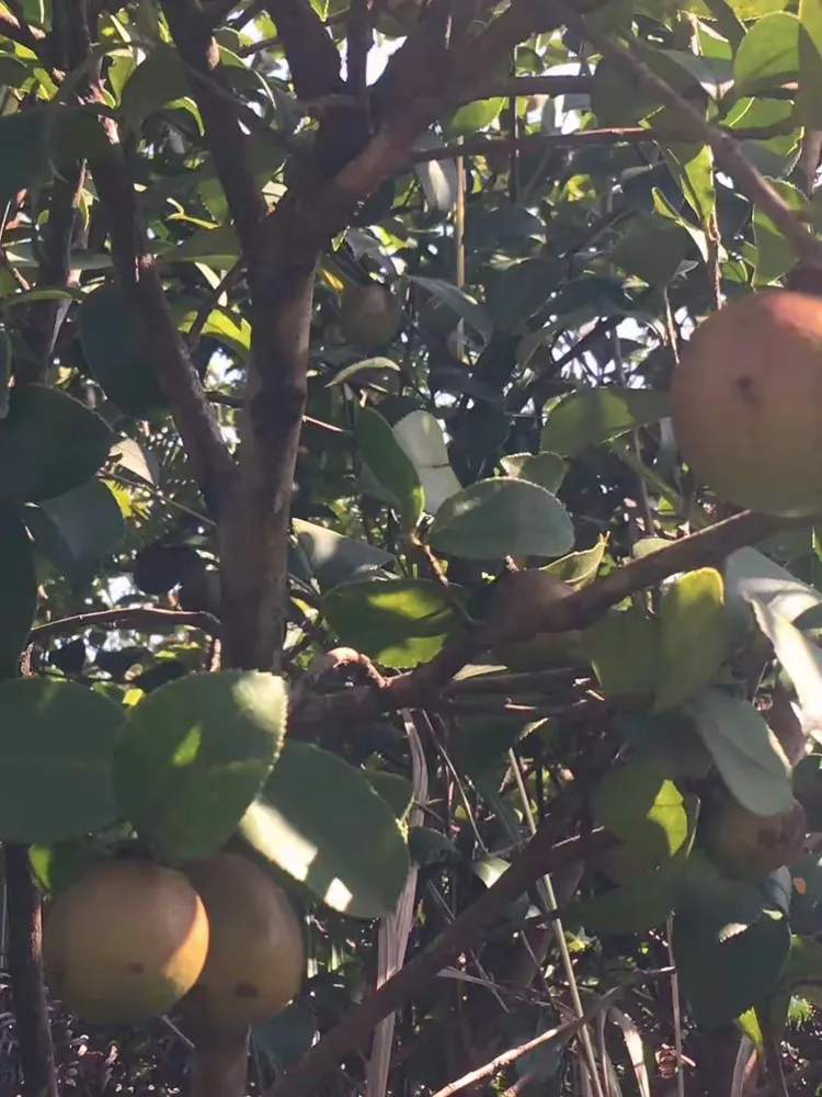 第一次看到茶树果