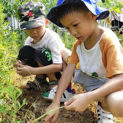 暑假“不打烊”——科艺幼儿园暑假班第二周精彩快讯