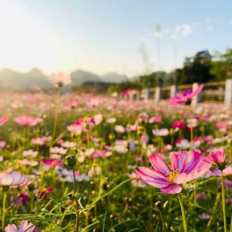 静候花开实推演 未雨绸缪备复学——都安瑶族自治县瑶族中学2020年春季复学现场推演