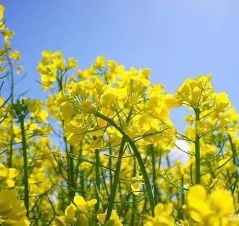 春日的花《油菜花》