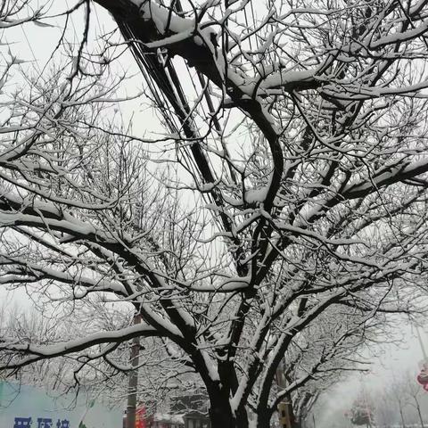 洁白的小雪花