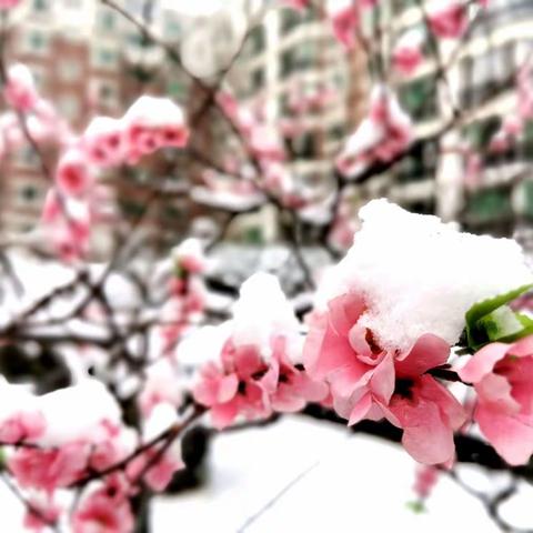 一场春雪  少了喧嚣  美了帝都