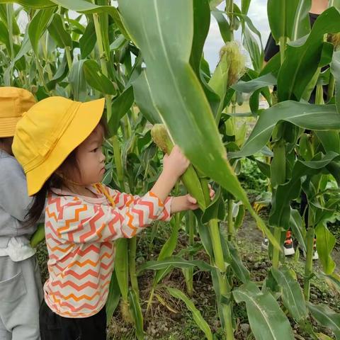 乐享秋收，邂逅玉米——黎川县第三小学附属幼儿园小二班班本活动