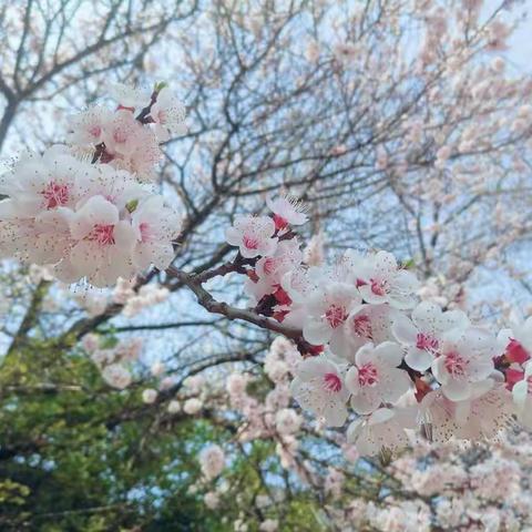 醉人春光满校园