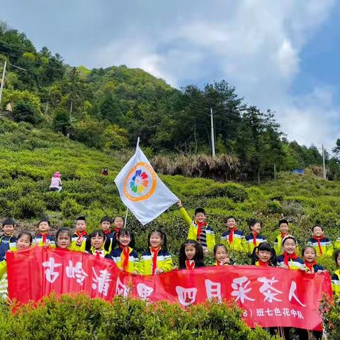 学子采茶忙 青山茶飘香——2023春学期熟溪小学208七色花中队采茶研学活动