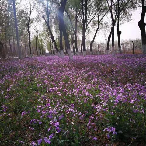 星河湾德福双语幼儿园英文教学—走进自然1