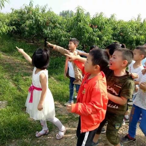 香港幸福力教育集团马芳幼儿园，学前一班采摘活动精彩瞬间