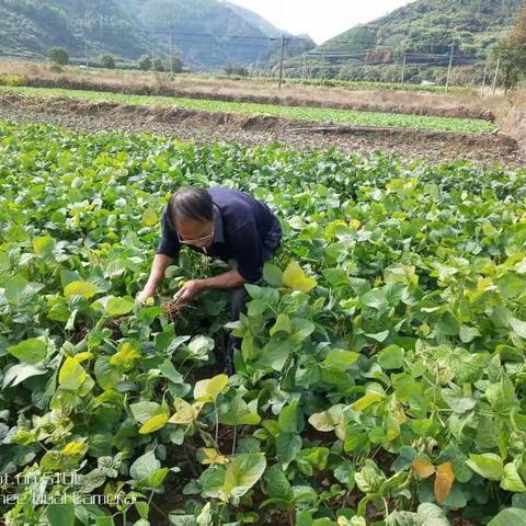 耐迟播试验，为审定救灾品种提供科学依据