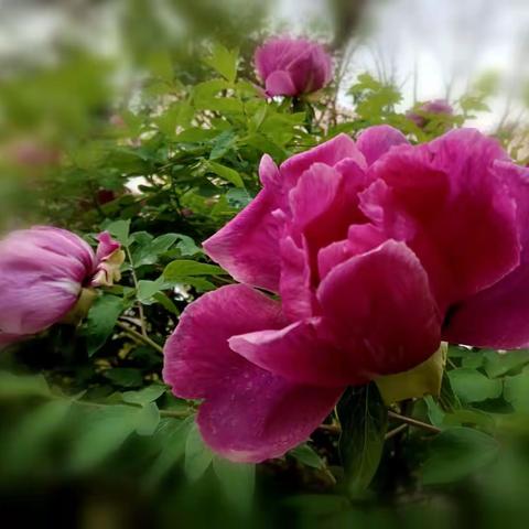 姹紫嫣红牡丹花