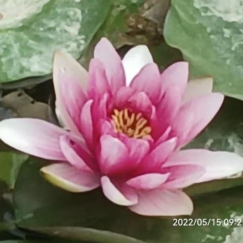 雁滩公园再赏荷