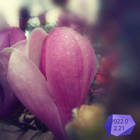 壬寅年的玉兰花