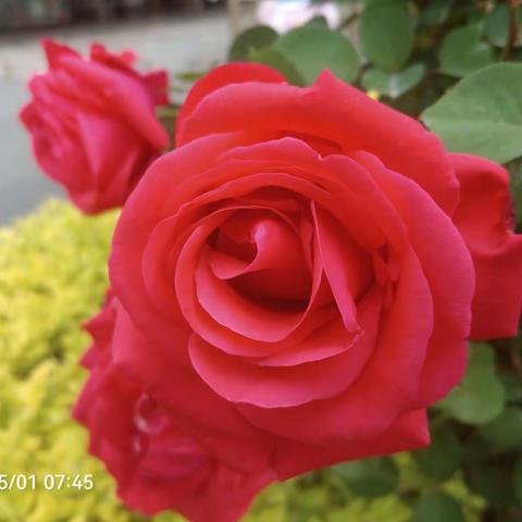 花中皇后，妩媚芬芳