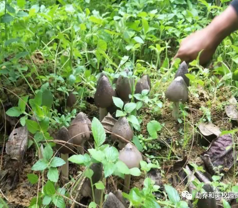 三川镇梁官幼儿园《预防食用野生菌中毒》致家长的一封信