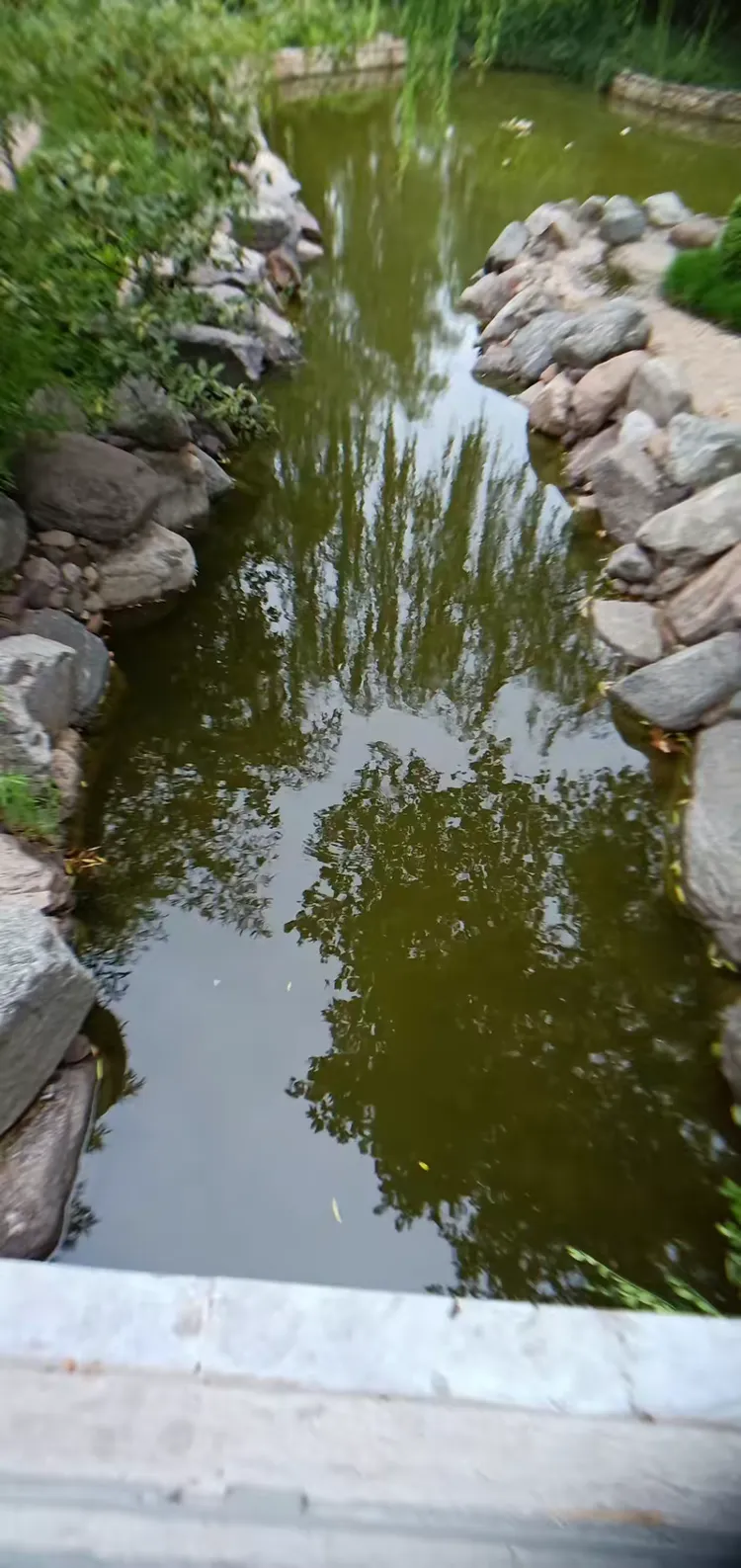 2018年6月25日,天气:雨.下午5时许游程王公园