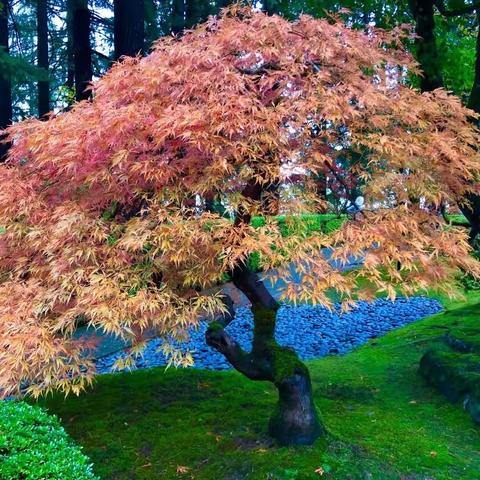 日本花園秋意濃 - Japanese Garden, Portland, OR