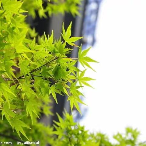 【精品 博雅六小 德育】我种下了一颗种子