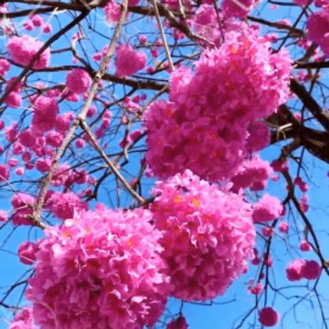 “语”你同行💖真情帮扶促成长➻➻“朝阳市第二导师团‘名优教师送教下乡’活动