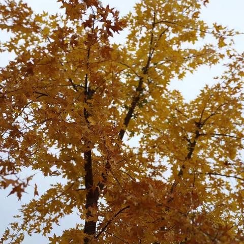 秋风化雨  责任在肩  爱在眼间