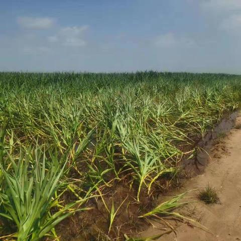 威县积极开展灾后工作勘查