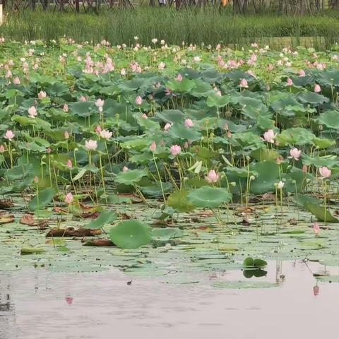 韩锦芃的暑假生活