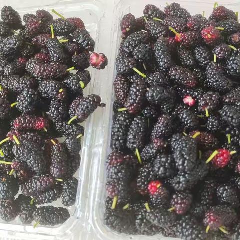 摘一把桑葚，传一校幸福