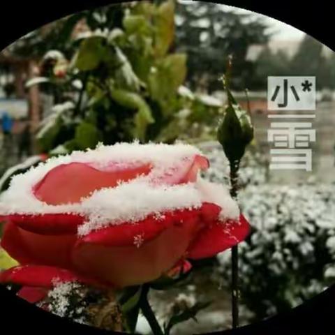 雪中情（副本）