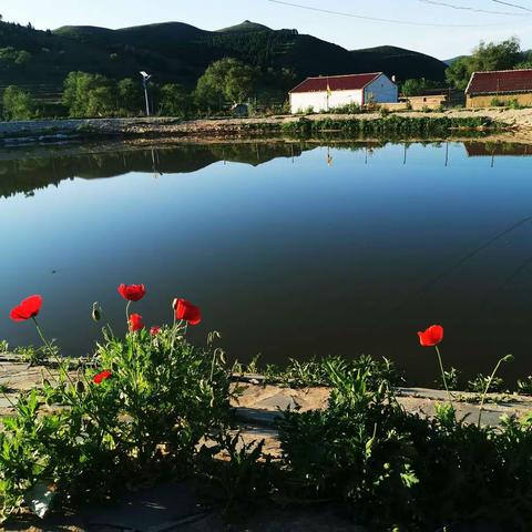 刷子沟村百花开