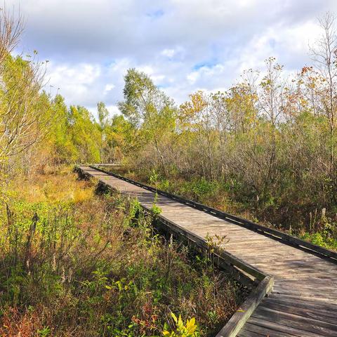 Bayou国家野生动物保护区惊魂游记