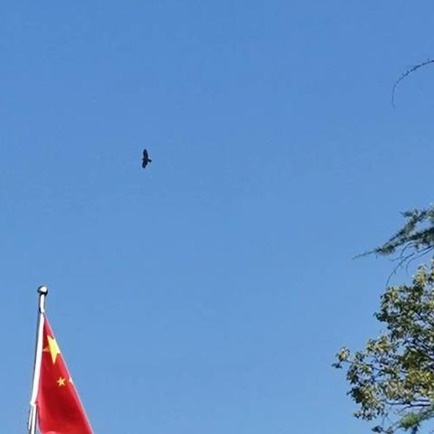 愿孩子们如雄鹰般在未来的人生道路上展翅翱翔———做一个和孩子们共同生活，共同成长的老师！