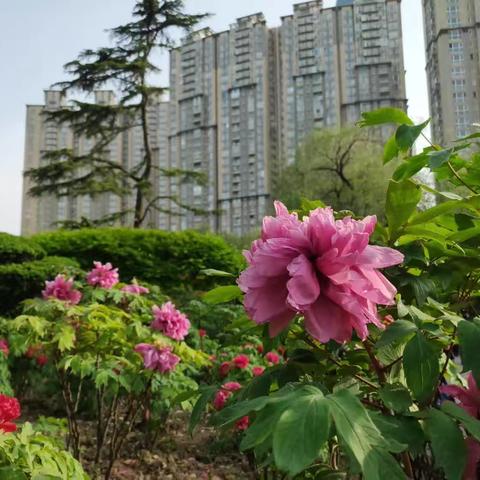 上海中山公园牡丹园