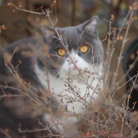 一只傲娇的猫