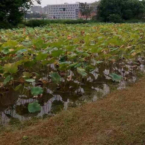 茶元小学开展师德师风建设的活动