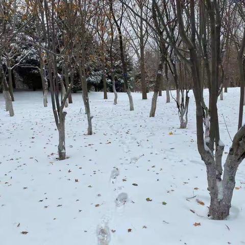 雪中，追寻童年的脚印