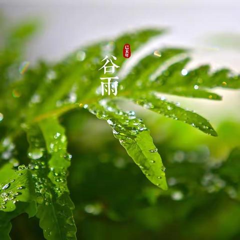 二十四节气之谷雨—保健篇【中班】