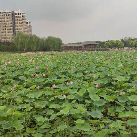 时间诗旅之【夏.长】