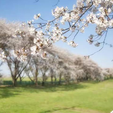 春日寄怀