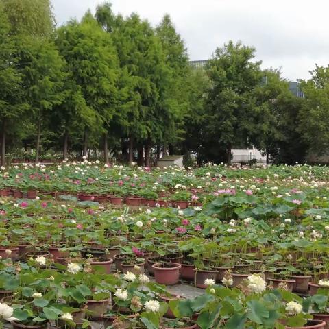 张楼学区学校管理人员到南京市浦口区行知教育集团参观学习