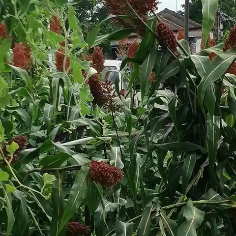 高粱和苋菜杆