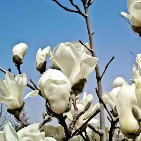 恰同学少年，风华正茂