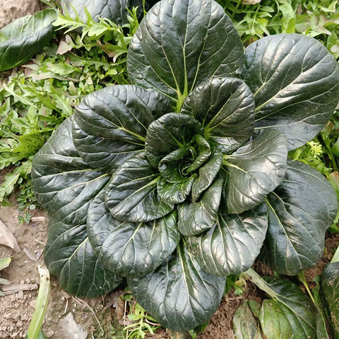 油戏