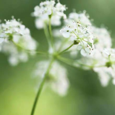 用书香点亮心灯——东马沟小学“好老师读书会、好父母读书会”活动纪实（九）