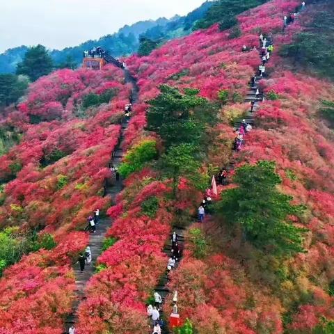 带你去看红杜鹃