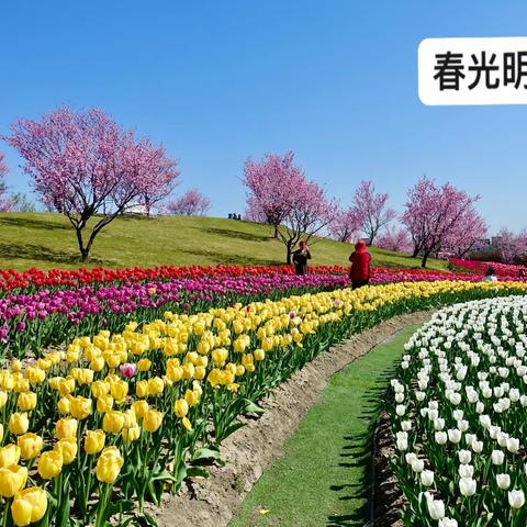 春光明媚