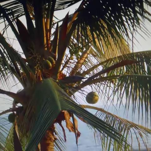 难忘西沙行
