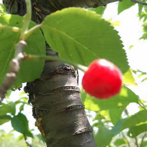 摘樱桃