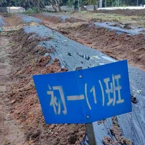 国兴初一（1）班开始种菜，期待收获。