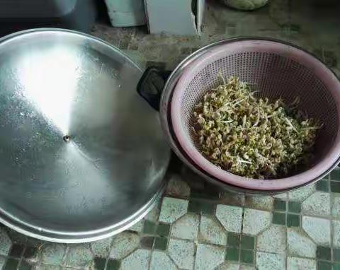 如何利用家中的厨具养绿豆芽，方法简单，只需要四天时间，如果能让你的孩子一起做，对孩子一定帮助很大。