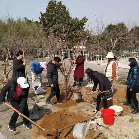 今日挥洒汗水💦明天桃李满园——鲁化厂区学校植树活动