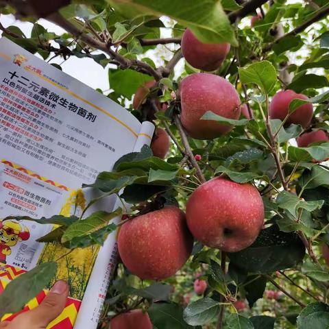 北有山东，南有昭通——昭通苹果🍎🍎
