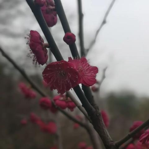 那些花儿开在春天